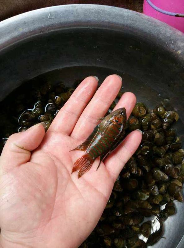 杭州萧山地区一种叫念佛婆婆的鱼是斗鱼吗
