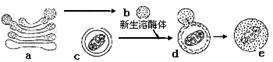 下图示溶酶体发生过程和"消化" 功能的示意图,c为膜包裹的衰老细胞器