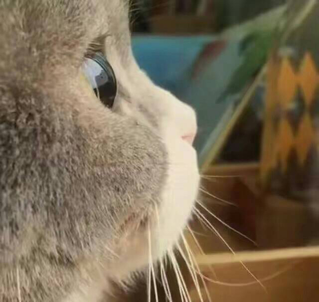 跪求内涵段子一只猫看着窗外背景音乐是迪迦bgm的视频