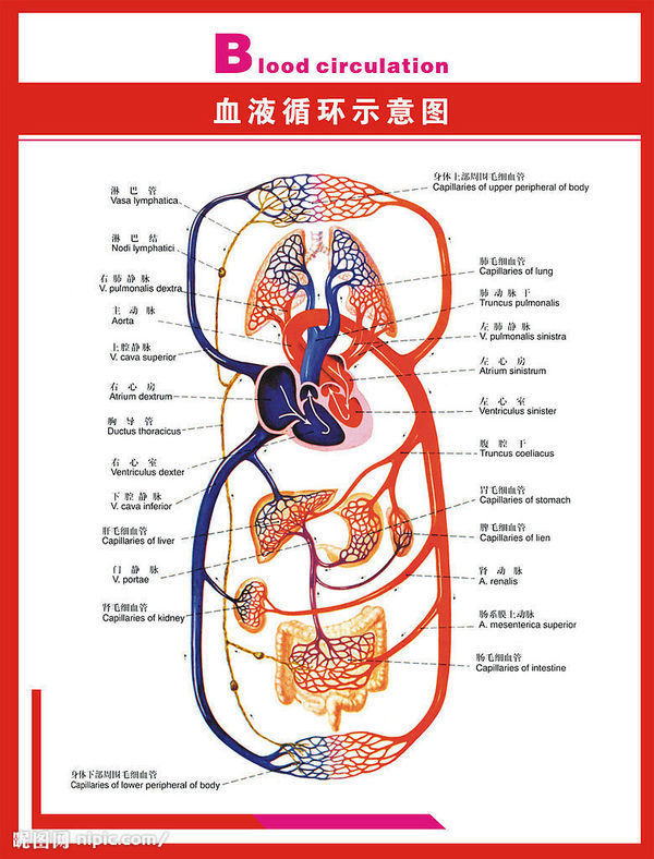 血液循环途径示意图