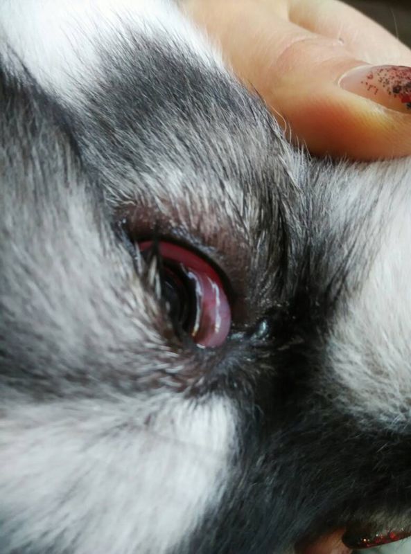 请问这是不是狗结膜炎症状,下眼皮内侧至眼角,肿一圈,下眼袋都肿出来