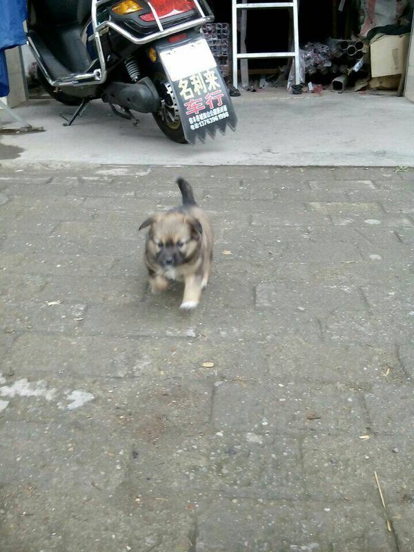 是京巴犬和土狗串的吗