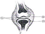 关节腔c.关节囊d.关节