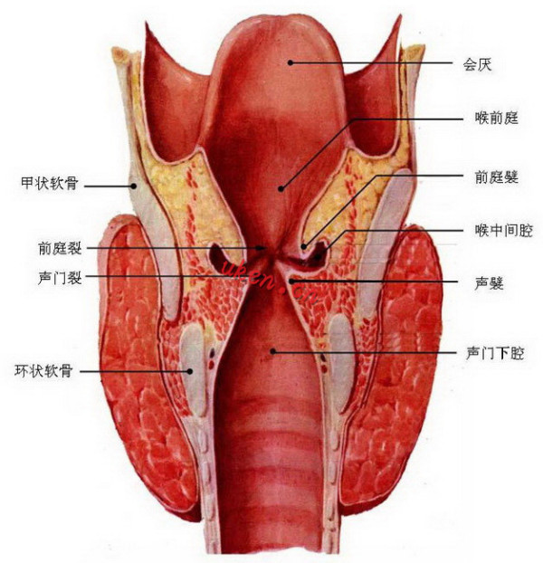 喉腔的喉口