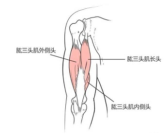 男人想把肩膀练宽,最重要的就是针对肩膀三角肌中束和肱三头肌也就是