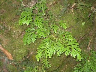 别称生根卷柏,石上柏,梭罗草等.蕨类植物门,石松亚门,卷柏科.