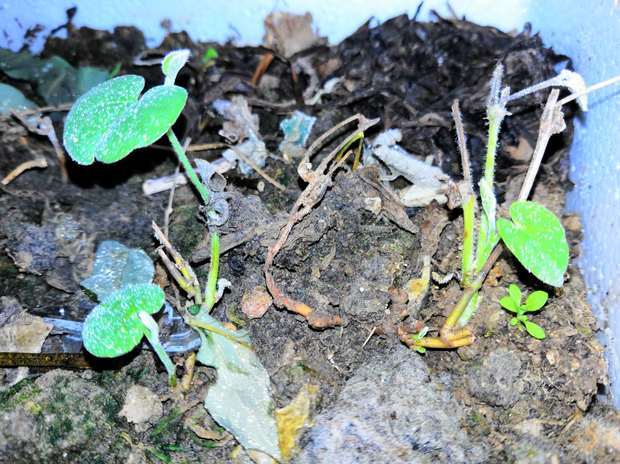 和小叶马蹄香asarum ichangense c.y.cheng et c.s.