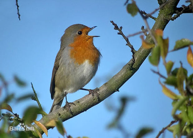 知更鸟(英文名称:robin)又称歌鸲,这里指物种名称为"红胸鸲",它是英国