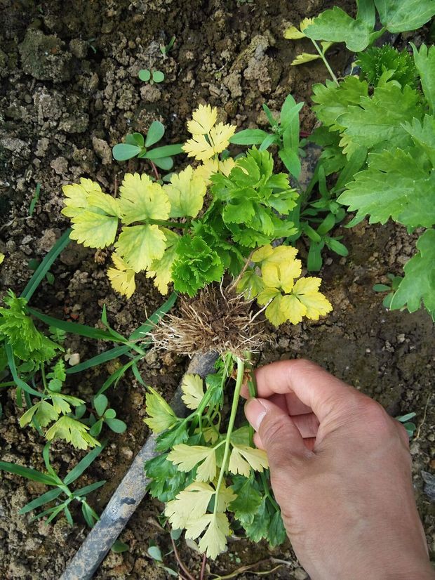 芹菜是什么病害?怎么防治?