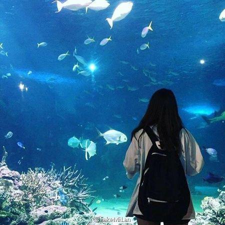 海洋馆头像有谁知道