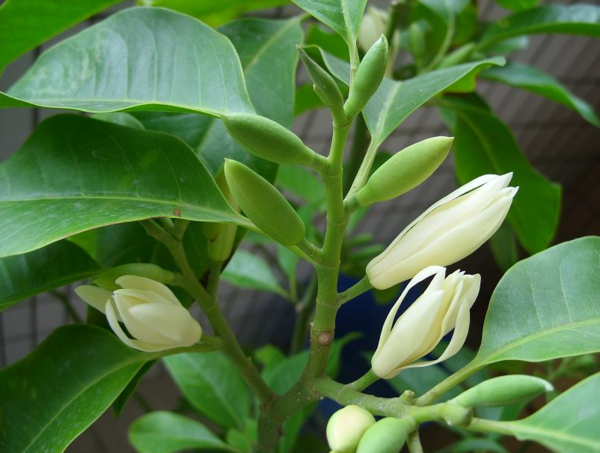 满意答案 白兰花的叶较大,含笑的叶小. 白兰花的花较白,花瓣细长.