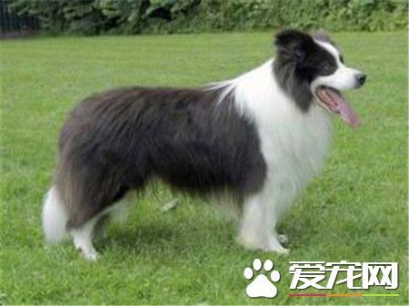 成年边境牧羊犬价格 不是纯种1000到2000左右