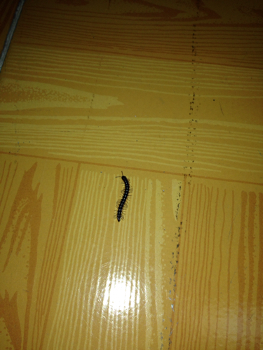 家里上个月开始一直出现这种很像蜈蚣的虫子,很多很多