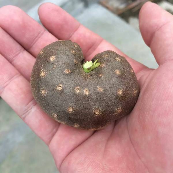 这是什么植物的果实能吃吗