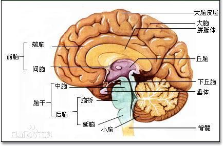 大脑内部是什么?