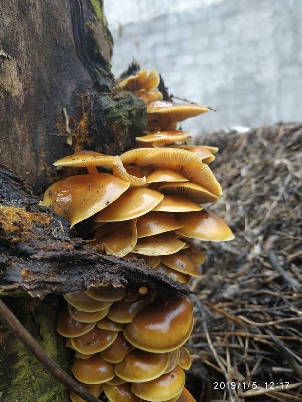 核桃树的菌叫什么?能吃吗?
