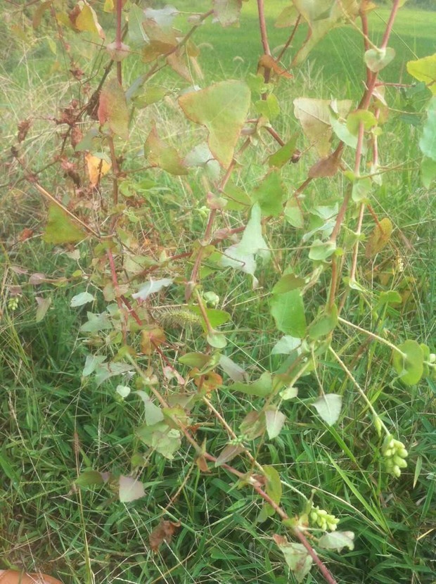 有一种植物是藤状的,主干上面全是刺,长在路边上的,叶子挺小的,叫什么