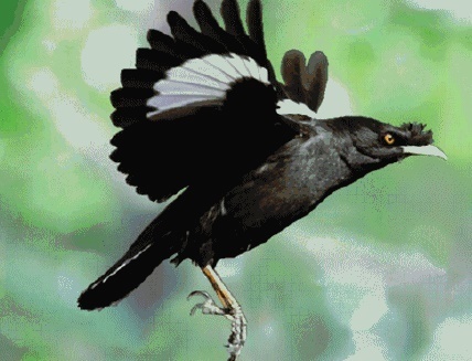 全身黑色,但翅膀是白边羽毛,尾巴也是白边羽毛,是什么鸟?