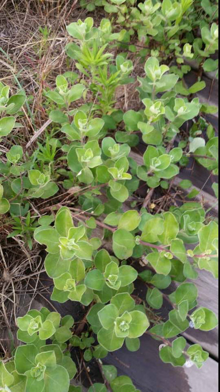 内存坏 花屏_内存会引起花屏吗_加内存 花屏