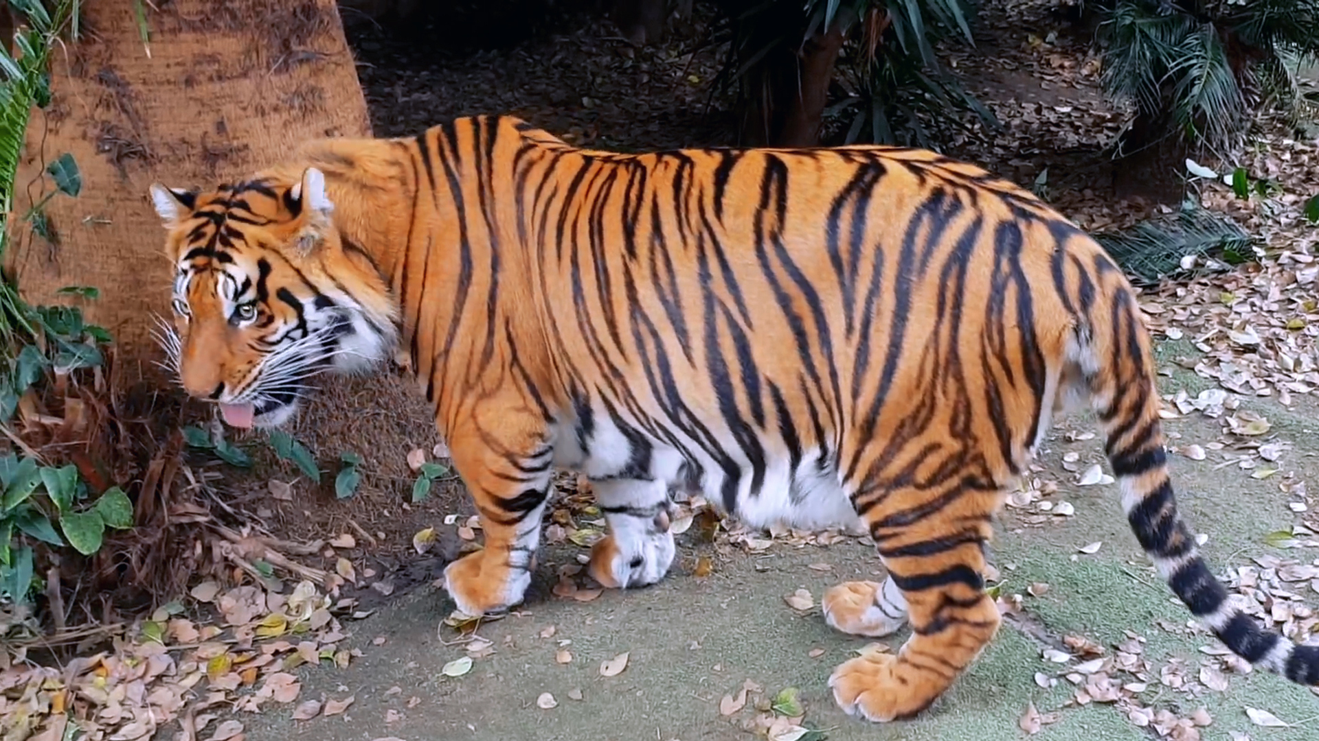 孟加拉虎图片_纵览新闻