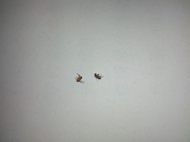 夏天家中会出现的这种跳蚤大小的小虫叫什么虫子(附图片)?