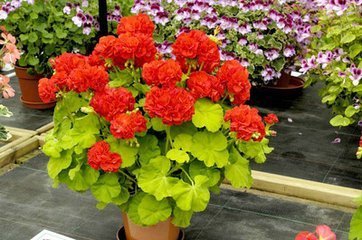 天竺葵.别名臭绣球.花色品种繁多.大约230多个品种.有异味.