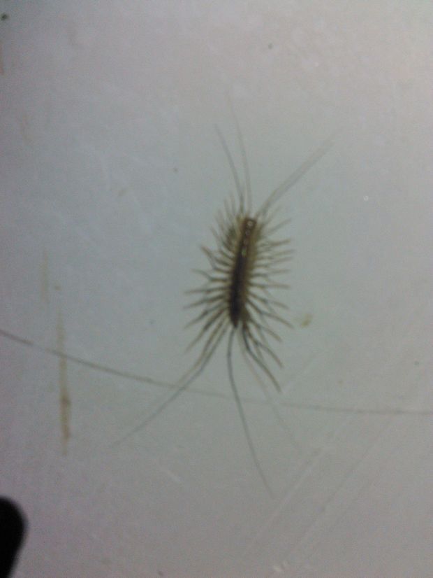 学校宿舍惊现异虫,,请大家帮忙看看这是什么虫,有毒吗