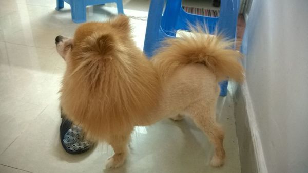 博美犬春天换毛可以把毛剪掉吗