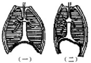如图表示呼吸时胸廓和膈肌的变化示意图,请据图回答