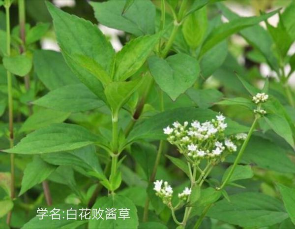 16 这是白花败酱草,可作野菜可入中草药.