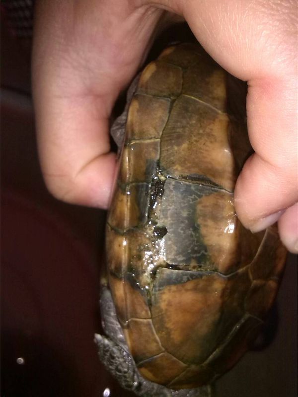我家养的乌龟壳片裂了,变黑了是什么原因?该怎么办?