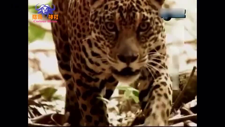 美洲豹遇上世界最大蛇森蚺 想把蛇当晚餐结果遭活吞