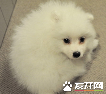 银狐犬智商排第几 是相对比较新的品种