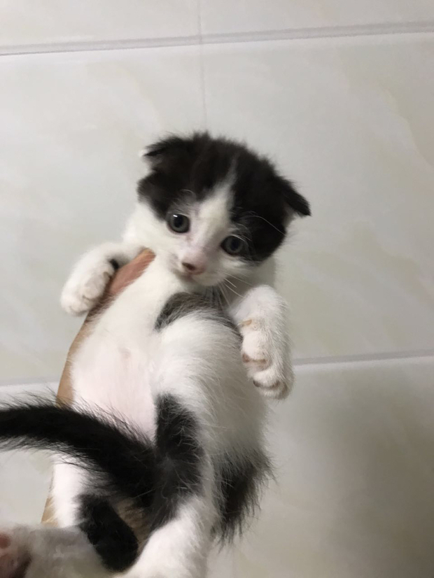 这只猫好像是蓝猫和土猫的串,它看起来像蓝猫多一点还是土猫,以后长大