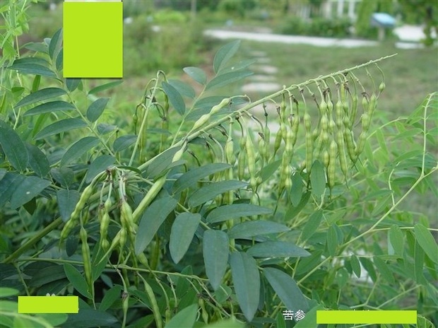 黄芪植株和苦参植株的区别