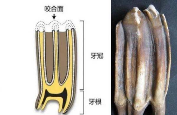 异形牙:牙齿形态因所在位置和行使功能不同而不同,如哺乳动物,类哺乳