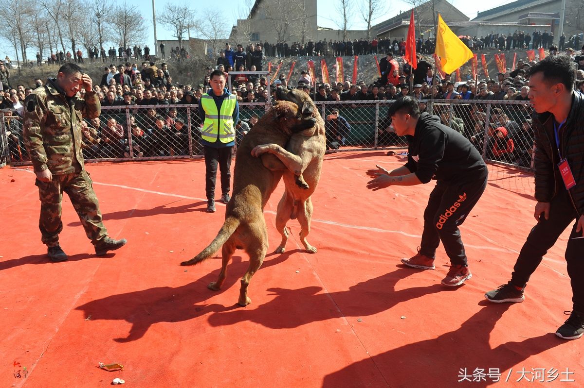 山西斗狗_山西农民组织新春斗狗赛,经训练后的大型犬相互撕咬,数百人