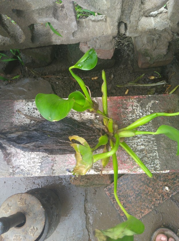 这是紫根水葫芦吗?