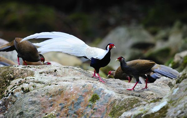 虽然看不太真切,可能是 雉科 phasianidae 鹇属