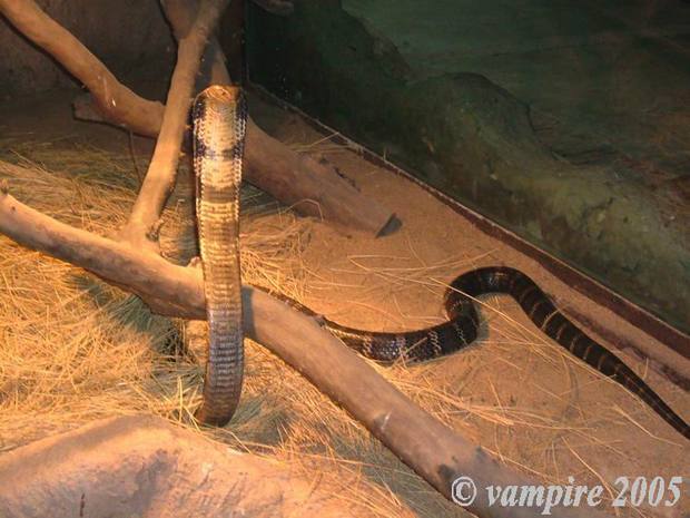 眼镜王蛇 ophiophagus hannah
