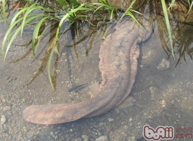 隐鳃鲵科包括2属3种:大鲵属(andrias)和隐腮鲵属(cryptobranchus)