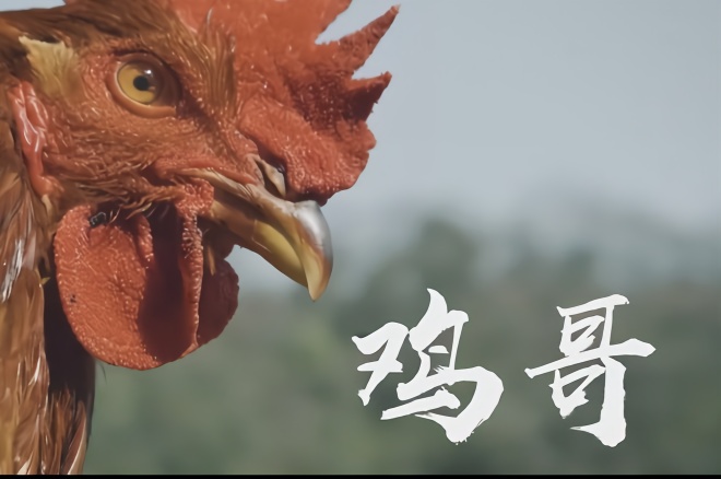 一只鸡出演的 创意广告《鸡哥的寻梦之旅》