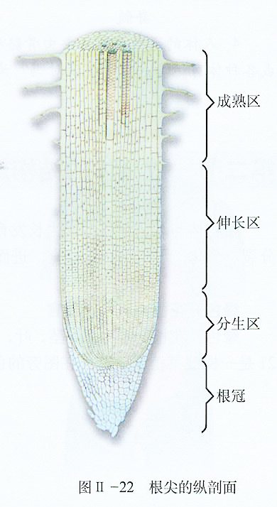 成熟区(根毛区)——成熟区细胞已停止伸长,开始分化.