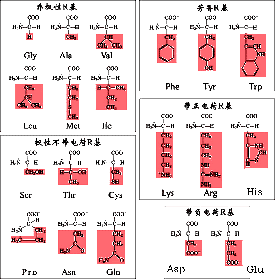 20种氨基酸中含硫的有什么