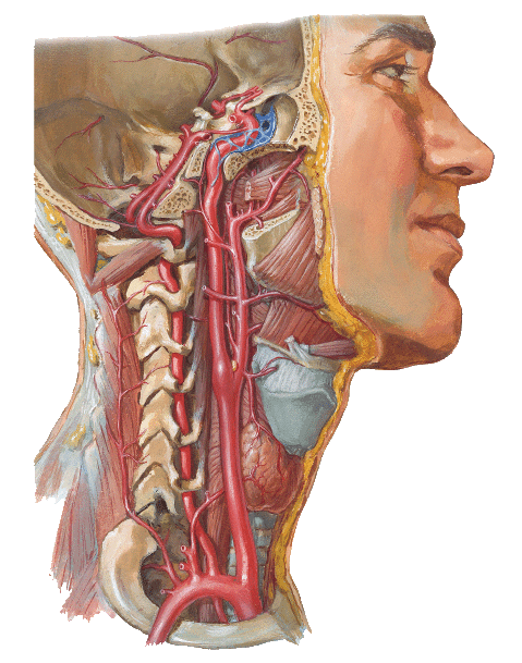 这里有一点应该注意:掐脖子的时候如果没有注意而正好掐住颈动脉窦