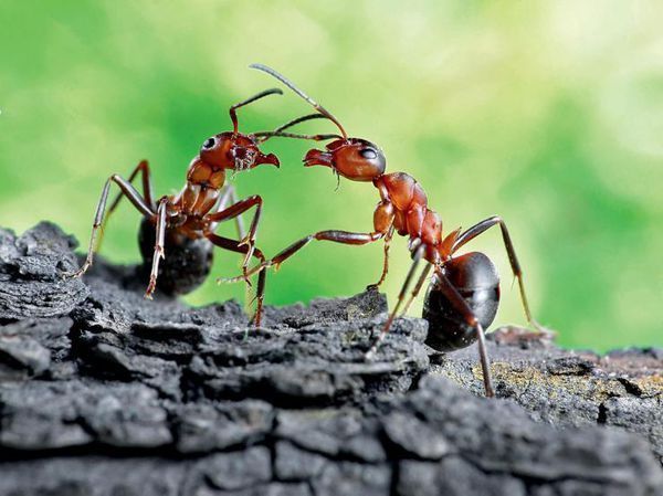 蚂蚁是怎样进行信息交流的?
