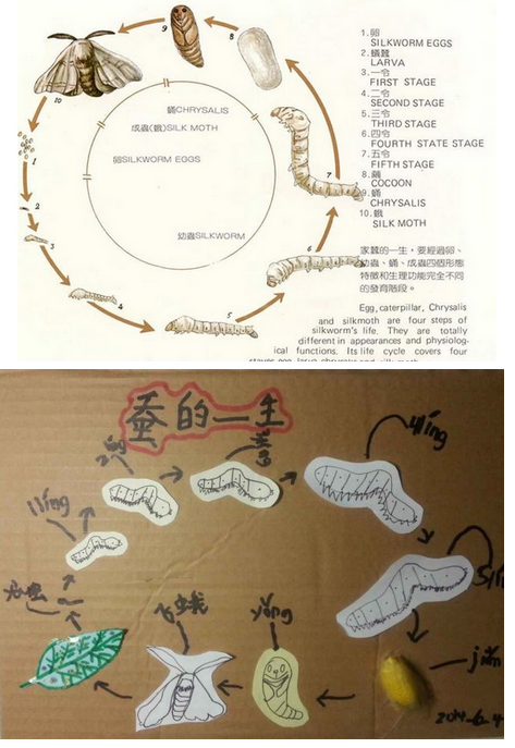 蚕宝宝生长:四次蜕皮过程