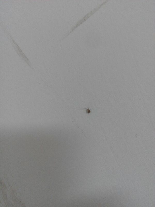 刚发现家里墙壁上多出了好多小虫子,谁知道是什么来的