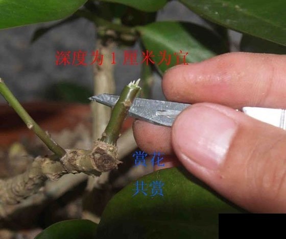 叶质肥厚的蟹爪兰植株顶部茎片2～3节作为接穗,嫁接时首先用消毒刀片