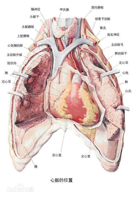 左方,呈圆锥形,大小约跟本人拳头相等,内部有四个空腔,上部两个是心房